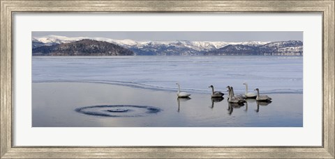 Framed Whooper swans (Cygnus cygnus) on frozen lake, Lake Kussharo, Akan National Park, Hokkaido, Japan Print