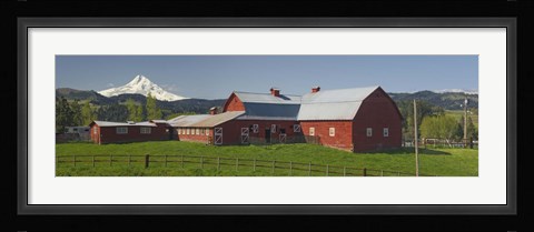Framed Barns in field with mountains in the background, Mt Hood, The Dalles, Oregon, USA Print