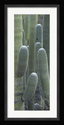 Framed Saguaro cacti, Oro Valley, Arizona, USA Print