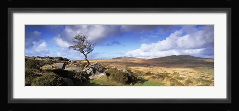 Framed Crooked tree at Feather Tor, Staple Tor, Dartmoor, Devon, England Print