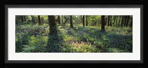 Framed Bluebells growing in a forest, Exe Valley, Devon, England Print