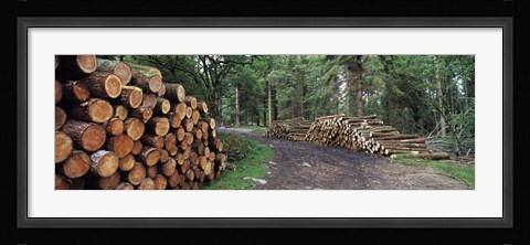 Framed Stacks of logs in forest, Burrator Reservoir, Dartmoor, Devon, England Print