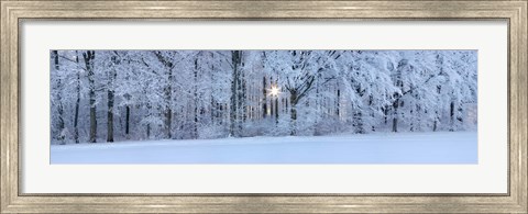Framed Forest in winter at sunrise, Swabian Alb, Baden-Wurttemberg, Germany Print