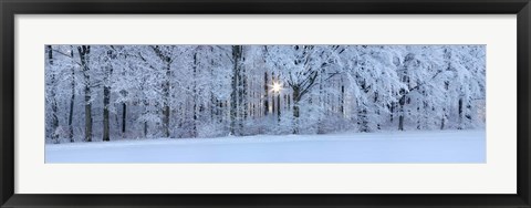 Framed Forest in winter at sunrise, Swabian Alb, Baden-Wurttemberg, Germany Print
