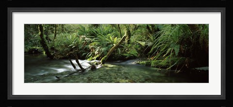 Framed Divide Creek flowing through a forest, Hollyford River, Fiordland National Park, South Island, New Zealand Print
