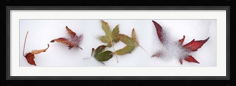 Framed Leaves in the snow Print