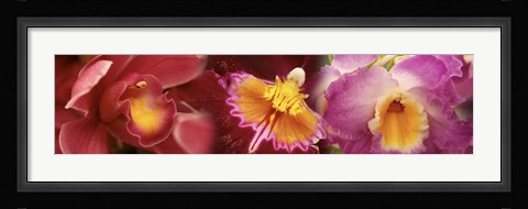 Framed Details of red and violet Orchid flowers Print