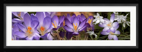 Framed Details of purple and white  flowers Print