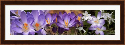 Framed Details of purple and white  flowers Print