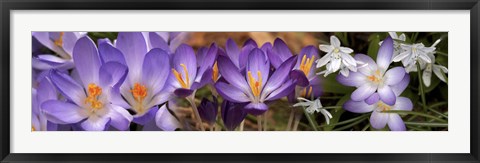 Framed Details of purple and white  flowers Print