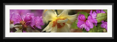 Framed Details of pink and yellow flowers Print