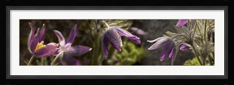 Framed Details of purple furry flowers Print