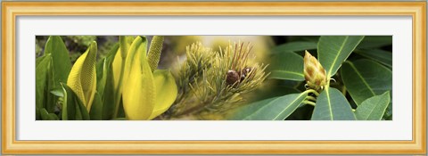 Framed Close-up of buds of pine tree Print