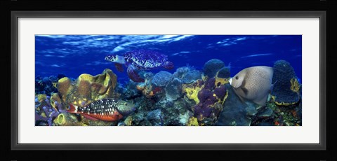Framed Stoplight parrotfish (Sparisoma viride) with a Hawksbill Turtle (Eretmochelys Imbricata) underwater Print