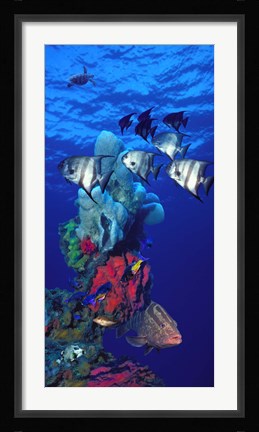 Framed Spadefishes with Nassau Grouper (Epinephelus striatus) and a Hawksbill Turtle (Eretmochelys Imbricata) swimming underwater Print