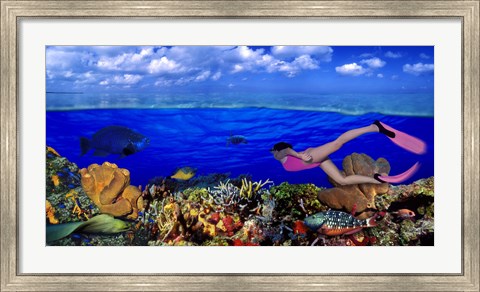 Framed Diver along reef with parrotfish, Green Moray Eel and White Spotted Filefish (Cantherhines macrocerus) underwater Print