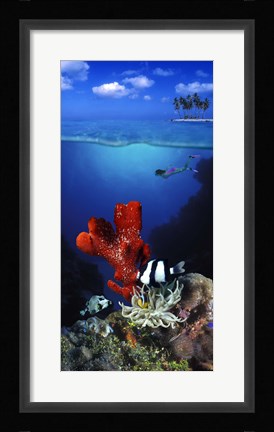 Framed Underwater view of sea anemone and Humbug fish and Pufferfish with a scuba diver Print