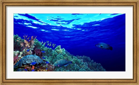 Framed Underwater view of Longfin bannerfish (Heniochus acuminatus) with Red Firefish (Nemateleotris magnifica) and soft corals Print