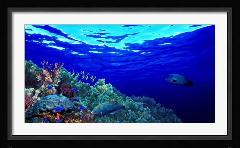 Framed Underwater view of Longfin bannerfish (Heniochus acuminatus) with Red Firefish (Nemateleotris magnifica) and soft corals Print