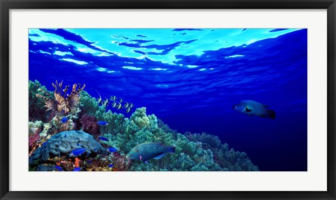 Framed Underwater view of Longfin bannerfish (Heniochus acuminatus) with Red Firefish (Nemateleotris magnifica) and soft corals Print
