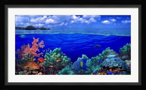 Framed Underwater view of Yellowbar Angelfish with Tiger Grouper and Oriental Sweetlips (Plectorhinchus Vittatus) Print