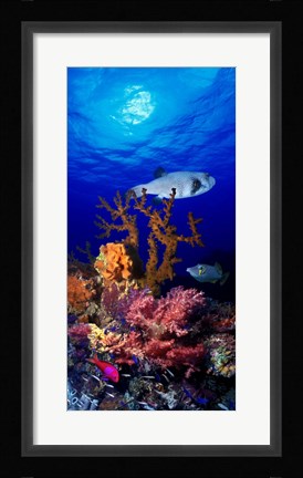 Framed Underwater view of Bristly puffer fish (Arothron hispidus) with triggerfish and Anthias Fishes Print