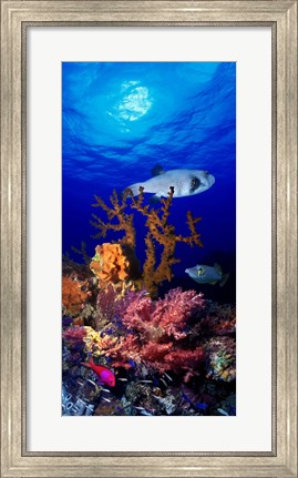 Framed Underwater view of Bristly puffer fish (Arothron hispidus) with triggerfish and Anthias Fishes Print
