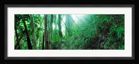 Framed Light through a Bamboo forest, Chiang Mai, Thailand Print