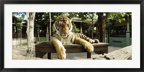 Framed Tiger (Panthera tigris) in a tiger reserve, Tiger Kingdom, Chiang Mai, Thailand Print