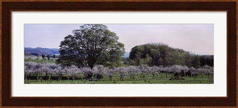 Framed Cherry trees in an Orchard, Michigan, USA Print