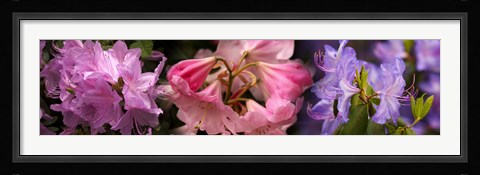 Framed Colorful rhododendrons flowers Print
