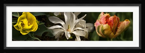 Framed Close-up of yellow and white flowers Print