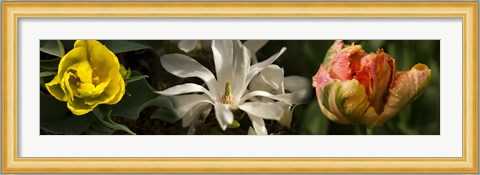 Framed Close-up of yellow and white flowers Print
