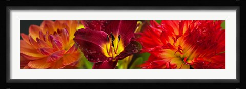 Framed Close-up of orange flowers Print