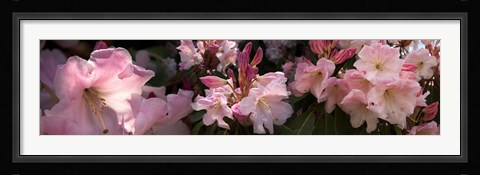 Framed Close-up of pink rhododendron flowers Print