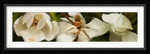 Framed Close-up of white magnolia flowers Print