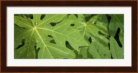 Framed Raindrops on papaya tree leaves, La Digue, Seychelles Print