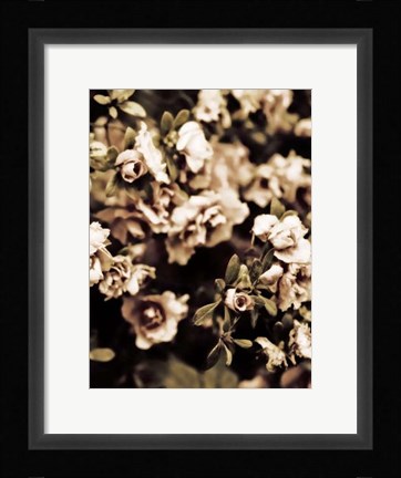 Framed Romantic Roses II Print