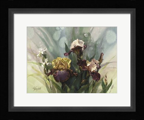 Framed Hadfield Irises VI Print