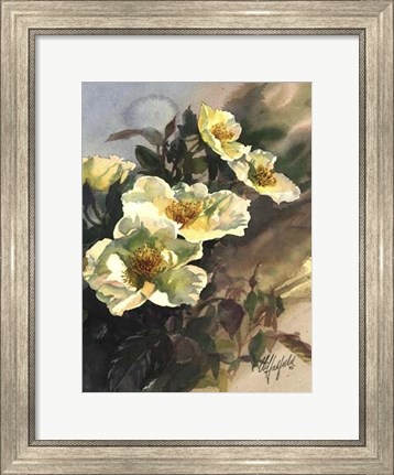Framed Hadfield Roses I Print