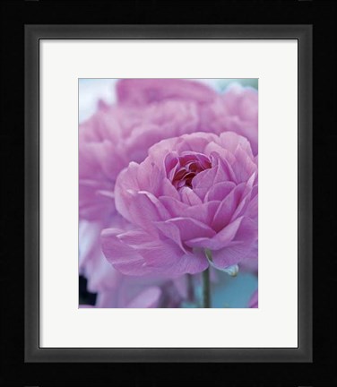 Framed Roses Anglaises Print