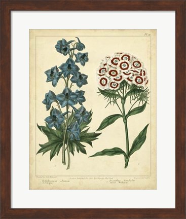 Framed Garden Flora II Print