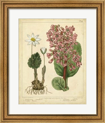 Framed Garden Flora III Print