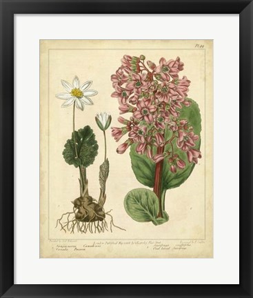 Framed Garden Flora III Print