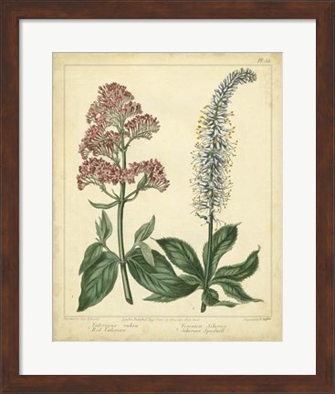Framed Garden Flora VI Print