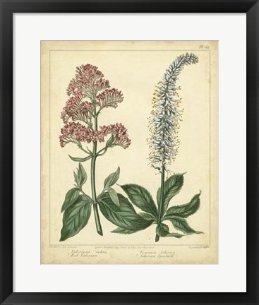 Framed Garden Flora VI Print