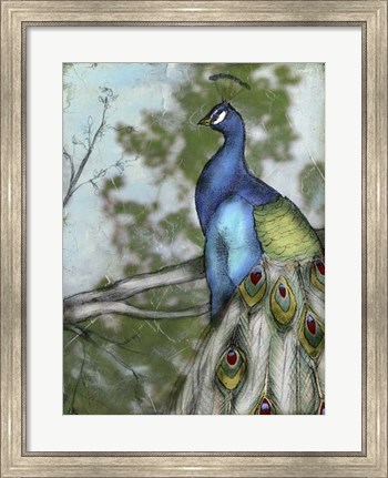 Framed Peacock Reflections I Print