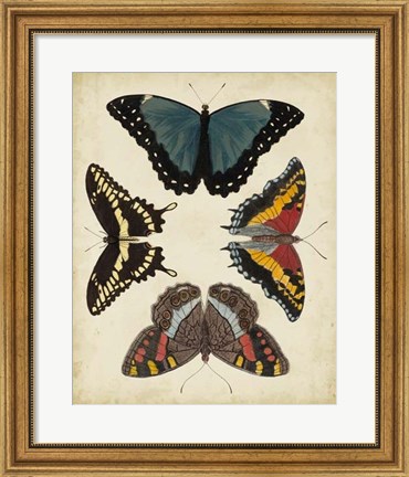 Framed Display of Butterflies I Print