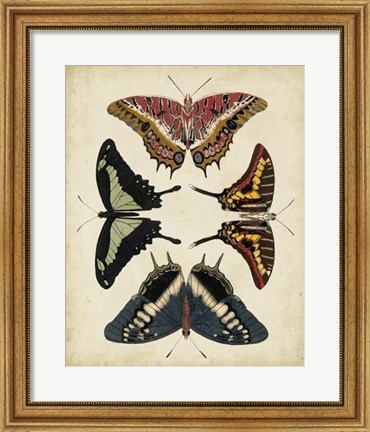 Framed Display of Butterflies II Print