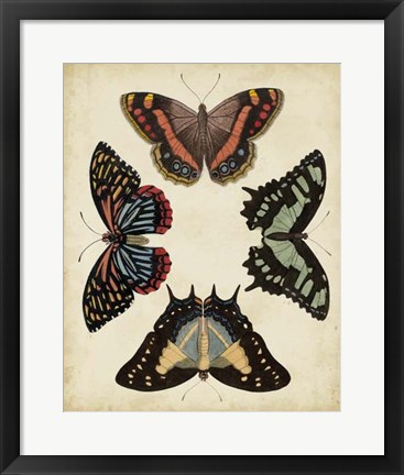 Framed Display of Butterflies IV Print